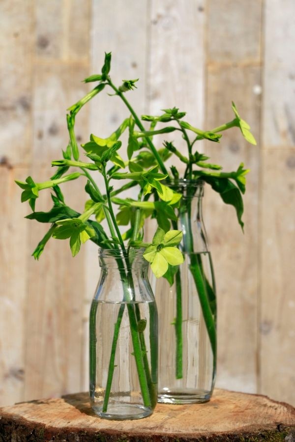 Bouteille de lait en verre, 250mL 140x60mm - 24 pcs