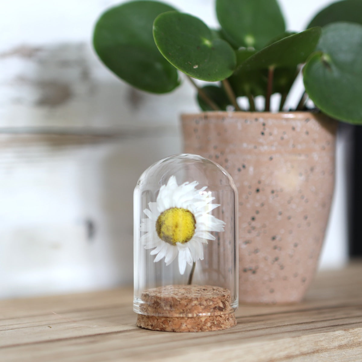 Glass mini stolp Ø4cm and 6cm high with cork - Packlinq