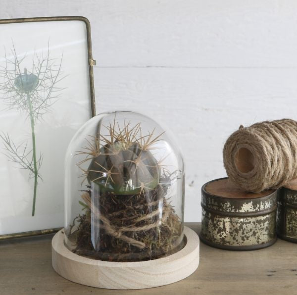 Dôme en verre avec base en Bois, 100x100mm - 1 pc