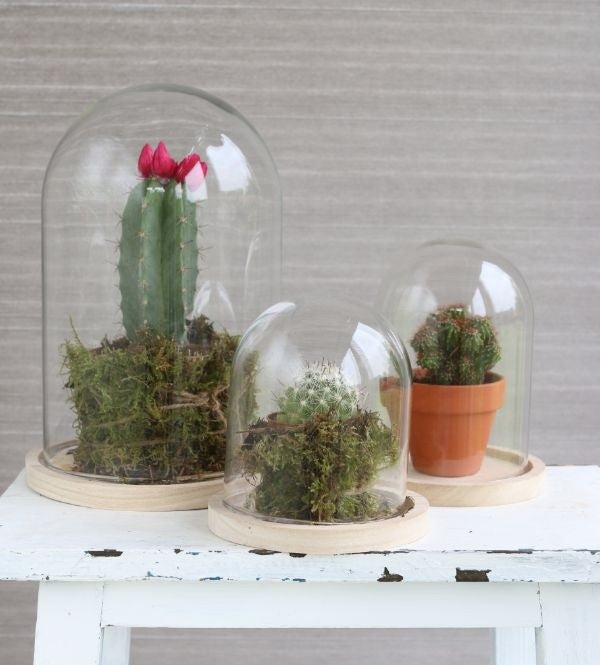 Dôme en verre avec base en Bois,120x160mm - 1 pc