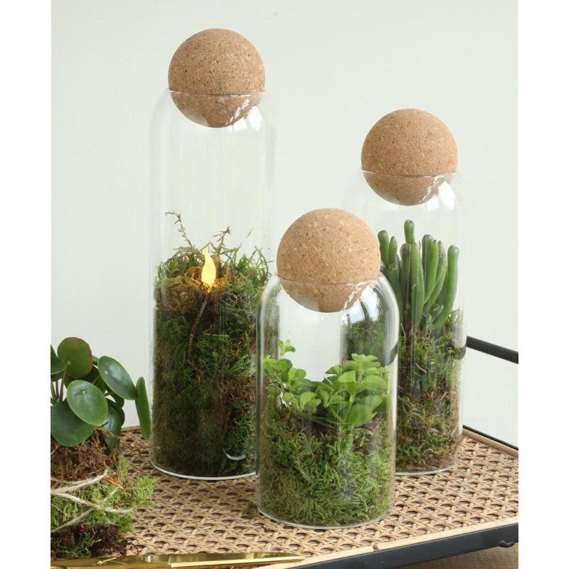 Terrarium en verre Sienna Ø 8,5 cm, H. 24 cm - 6 pièces