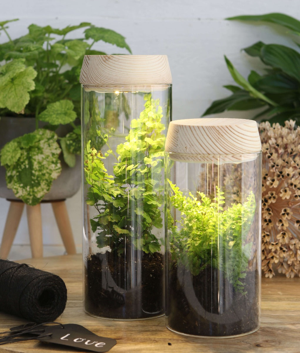 Cylindre en verre avec LED dans un couvercle en bois 18 cm de haut - 1 pièce