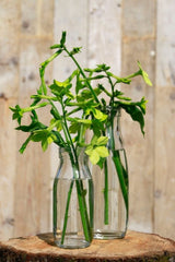 Bouteille de lait en verre, 250mL 140x60mm - 24 pcs