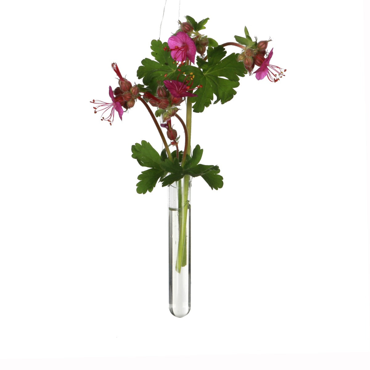 Glass Test tube 1.5cm diameter 15cm high, with 2 holes (set of 12 pcs)