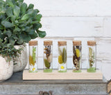 Glass tubes Ø3cm 5 tubes on wooden board - Packlinq