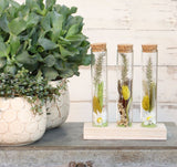 Glass tubes Ø3cm 3 tubes on wooden board - Packlinq