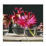 Pot boule en verre Ø 8 cm, H. 7 cm - 12 pièces
