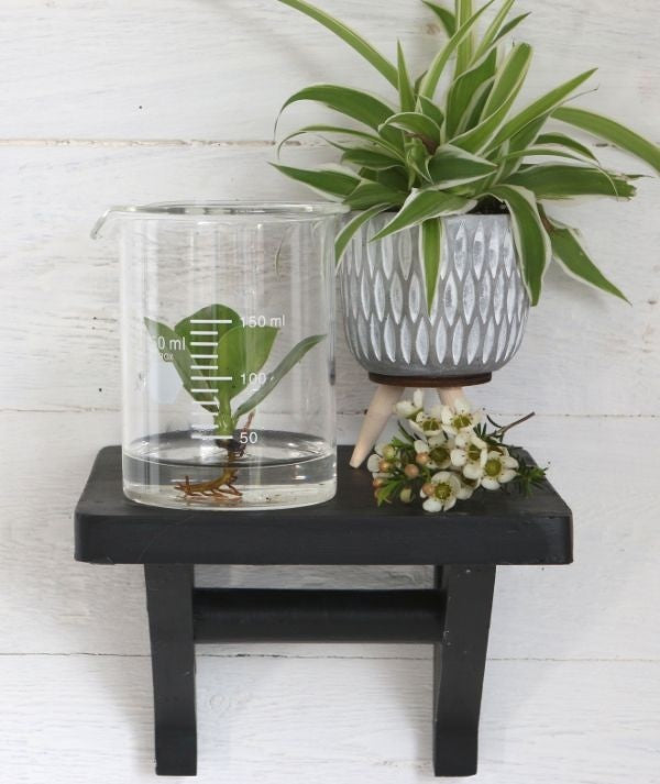 Becher en verre, 90x110mm - 1 pc