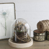 Dôme en verre avec base en Bois, 100x100mm - 1 pc