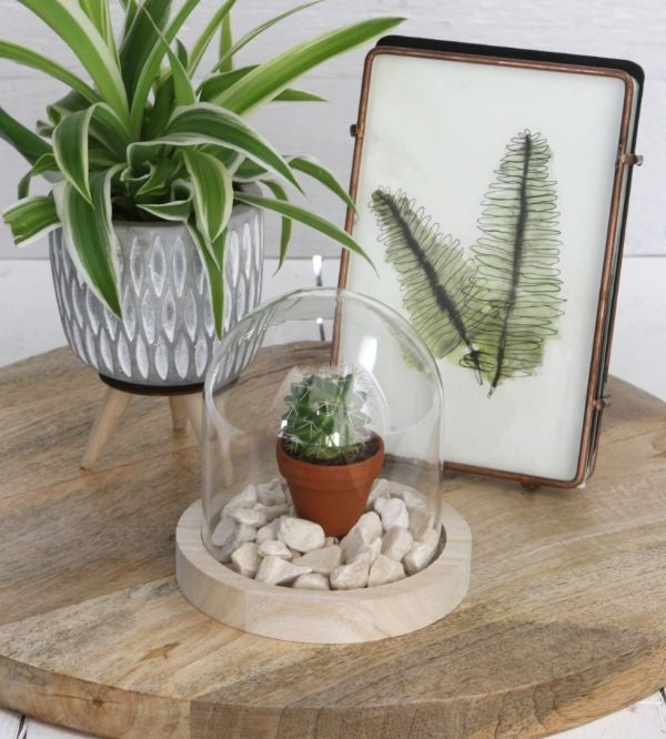 Dôme en verre avec base en Bois, 100x100mm - 1 pc