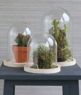 Dôme en verre avec base en Bois,120x160mm - 1 pc