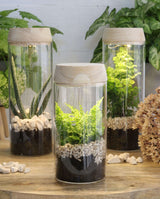 Cylindre en verre avec LED dans un couvercle en bois 23 cm de haut - 1 pièce