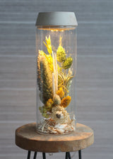 Cylindre en verre avec LED dans un couvercle en bois 23 cm de haut - 1 pièce