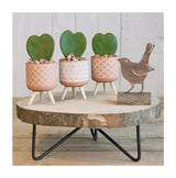 Plant pot Terra cement with wooden legs 11cm high 