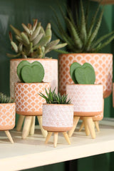 Pot de fleur Terra en ciment avec pieds en bois 11 cm de haut - 6 pièces