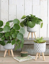 Plant pot Cement with wooden legs 18cm high - Packlinq