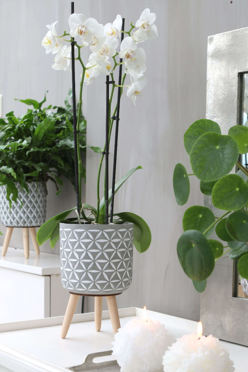 Plant pot Cement with wooden legs 21.5cm high - Packlinq