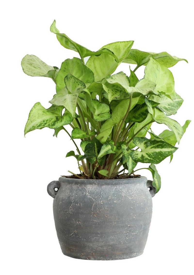 Pot d'amphore 100x82x65 mm - 6 Pcs