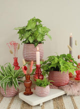 Pot Rose Carmine Rise Ø100 x h: 135 mm - 6 Pcs