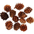 Larch cones 