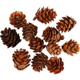 Larch cones 