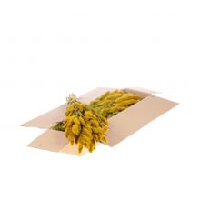 Fleurs Séchées Jaunes Setarea - 1 Paquet