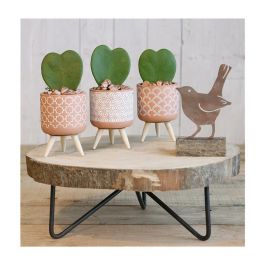 Plant pot Terra cement with wooden legs 11cm high (6 pcs.) [IFS-33002]