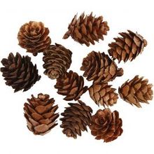 Pomme de pins - 12 pc