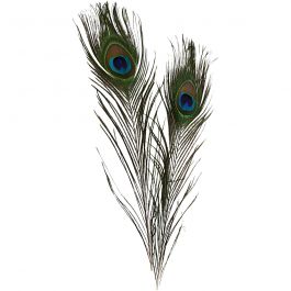 Plumes de paon, L: 25-30 cm - 10 pièce